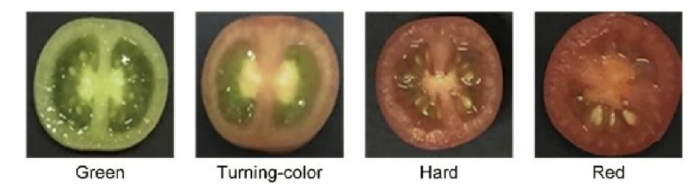 高光譜成像技術(shù)的番茄果實(shí)成熟度研究