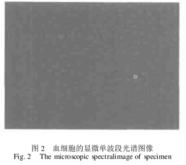 圖2血細胞的顯微單波段光譜圖像