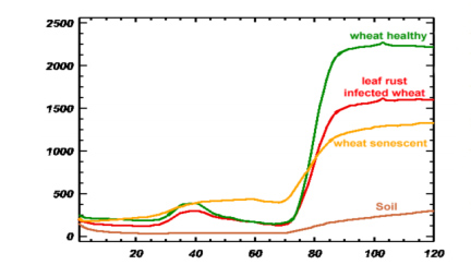 wheat-spectral-signature