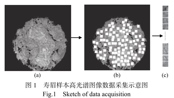 高光譜相機成像技術(shù)在白茶儲藏年份判別中的應(yīng)用1